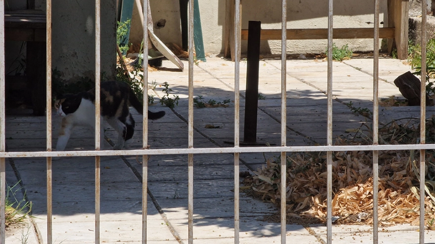 Θεσσαλονίκη: «Υπήρχαν παντού ακαθαρσίες... Yπήρχε μία έντονη δυσοσμία», αναφέρει αστυνομικός με τις 40 γάτες