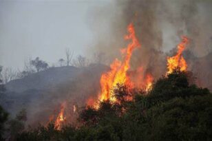  Σχηματάρι Βοιωτίας: Ξέσπασε μεγάλη φωτιά - Επίγεια και εναέρια μέσα από την Πυροσβεστική ΦΩΤΟ