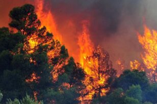 Φυλή Αττικής ΝΕΟΤΕΡΑ: Υπό έλεγχο η φωτιά σε δασική έκταση