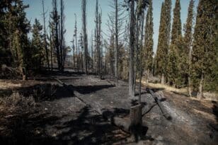 Φωτιά στο Σέιχ Σου: Αποκαρδιωτικές οι εικόνες από το καμένο δάσος