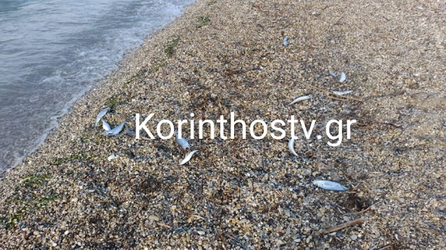 Κορινθία: Ξεβράστηκαν νεκρά ψάρια στη παραλία στον Άσσο - ΦΩΤΟ