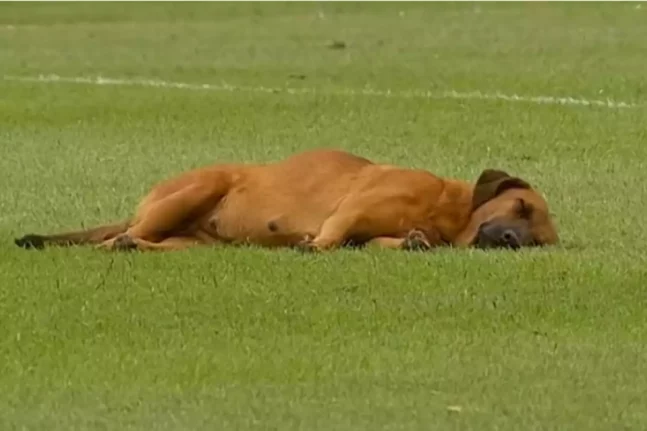 Σκύλος αποκοιμήθηκε στον αγωνιστικό χώρο σε ποδοσφαιρικό αγώνα!