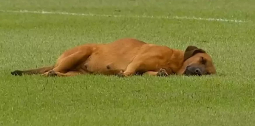 Σκύλος αποκοιμήθηκε στον αγωνιστικό χώρο σε ποδοσφαιρικό αγώνα!