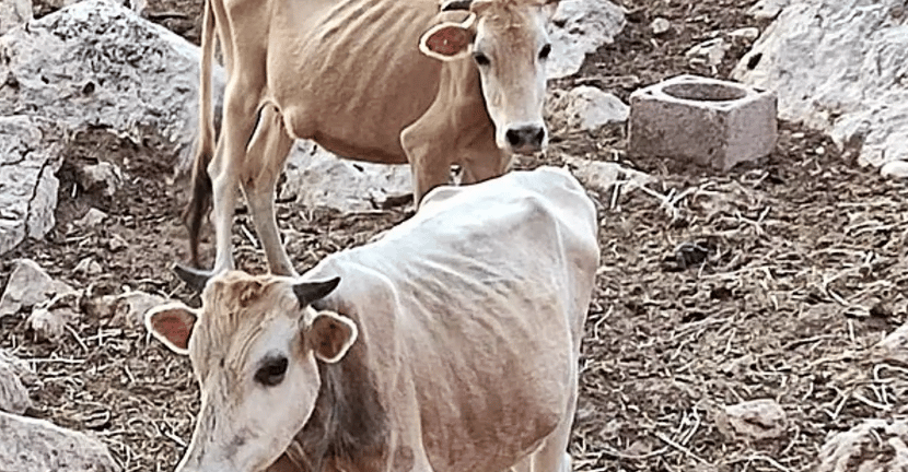 Θεσπρωτία: Σκελετωμένες αγελάδες πεθαίνουν από ασιτία - Τι αναφέρει καταγγελία