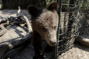 Κοζάνη: Επέστρεψε η αρσενική αρκούδα που είχε απομακρυνθεί στο Γράμμο