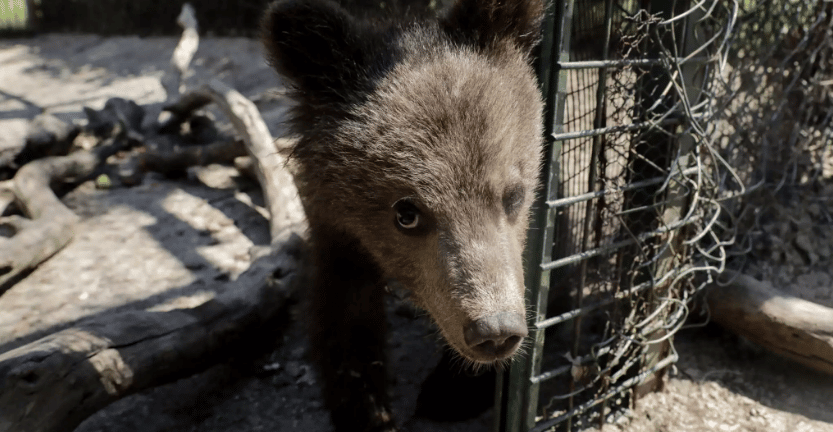 Κεντρική Μακεδονία: Αρκούδα έφαγε 40 κιλά μέλι από μελίσσια στους πρόποδες του όρους Πάικου - ΦΩΤΟ