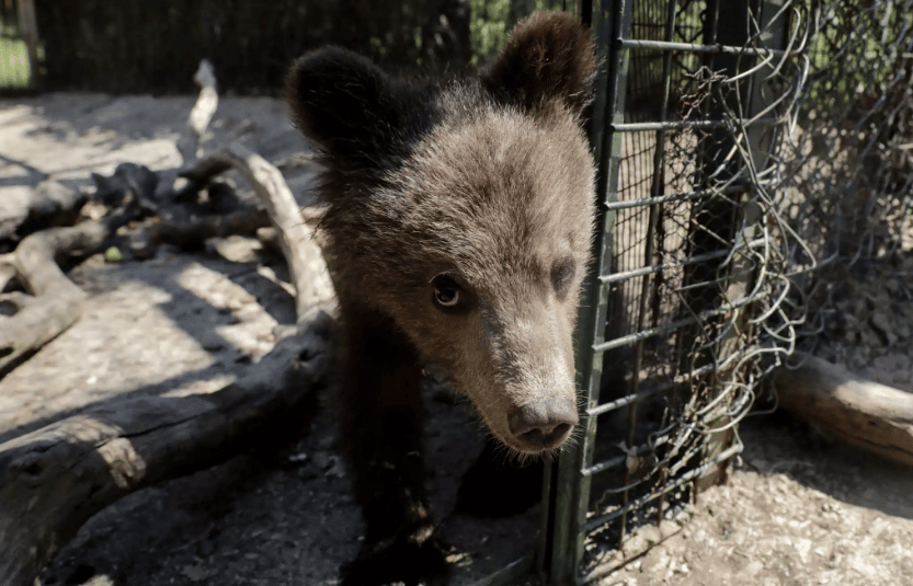 Tragedia in Italia: orso abusato di 26 anni – Cosa è successo