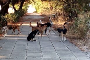 Πάτρα: Οι αγέλες των αδέσποτων έκαναν και πάλι την εμφάνισή τους – Φεύγουν για διακοπές εγκαταλείπουν το σκυλί τους
