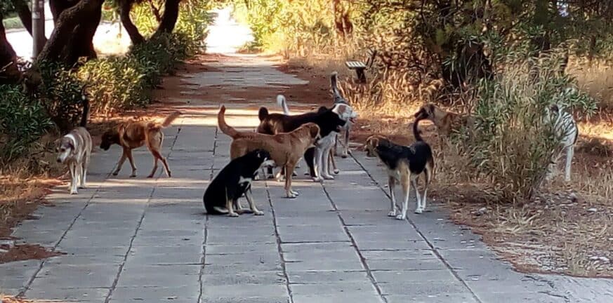 Πάτρα: Νέες επιθέσεις αδέσποτων σκύλων στο Πανεπιστήμιο - Τι δήλωσε ο Χρ. Μπούρας