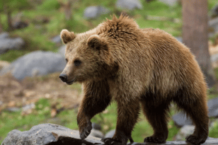 Σέρρες: Τρόμος από... πατημασιά που άφησε αρκούδα ΦΩΤΟ