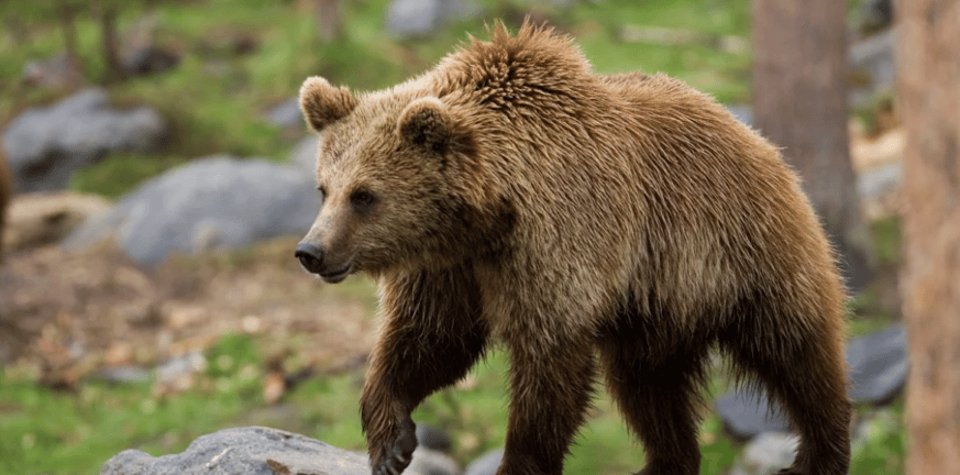 Καστοριά: Βόλτα για μία αρκούδα με τα αρκουδάκια της στο κέντρο της πόλης