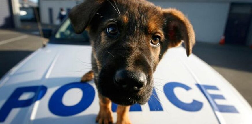 Καταγγελία για αγοραπωλησία ζώων: Η Αστυνομία ειδοποιήθηκε, αλλά αδυνατούσε!