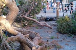 Κρήτη: Απίστευτο δυστύχημα - Δέντρο καταπλάκωσε 51χρονο που οδηγούσε μηχανάκι ΒΙΝΤΕΟ