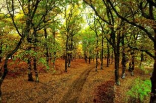 Δέντρα, δάση και χώροι πρασίνου καταλυτικής σημασίας για την υγεία μας, σύμφωνα με νέα παγκόσμια έκθεση