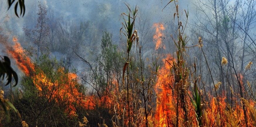 Πυρκαγιά στο Μάνεσι Καλαβρύτων - Επιχειρούν επίγειες και εναέριες δυνάμεις