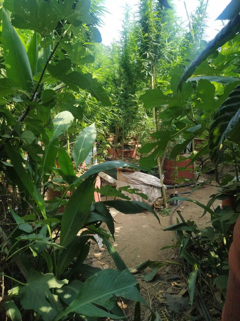 Ηλεία: Καλλιεργούσε κάνναβη σε αγρόκτημα στην περιοχή του Βαρθολομιού - Συνελήφθη ένα άτομο ΦΩΤΟ