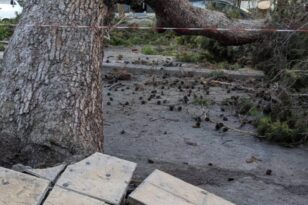 Κρήτη: Συναγερμός από πτώση δέντρου λόγω της κακοκαιρίας