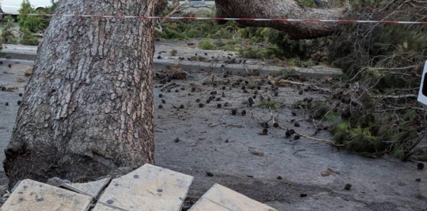 Κρήτη: Συναγερμός από πτώση δέντρου λόγω της κακοκαιρίας