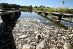 Γέμισε νεκρά ψάρια ο ποταμός Οντέρ - Φόβοι για περιβαλλοντική καταστροφή