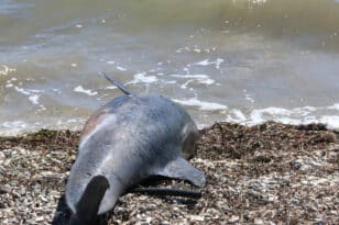 Χαλκιδική: Λουόμενοι βρήκαν νεκρό δελφίνι να επιπλέει στο νερό - ΦΩΤΟ