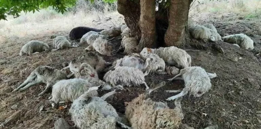 Αρχαία Ολυμπία: Επίθεση από σκυλιά και θανάτωση προβάτων - Απειλές κατά κτηνοτρόφου από τον ιδιοκτήτη τους ΦΩΤΟ
