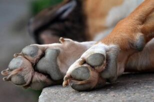 Αλμυρός: Απίστευτη κτηνωδία – Σκότωσε με φόλα αδέσποτο σκύλο