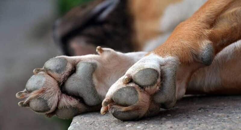 Αλμυρός: Απίστευτη κτηνωδία – Σκότωσε με φόλα αδέσποτο σκύλο