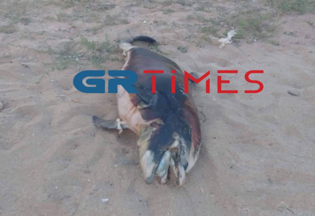 Χαλκιδική: Λουόμενοι βρήκαν νεκρό δελφίνι να επιπλέει στο νερό - ΦΩΤΟ