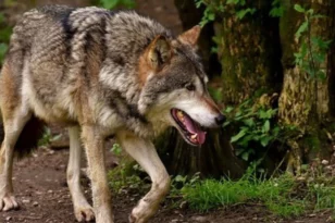 Μάνδρα Αττικής: Σοκαριστικό βίντεο με κυνηγόσκυλο να έχει κατακρεουργηθεί πιθανότατα από λύκους