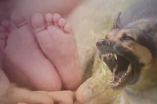Αμμουδάρα: Σκύλος επιτέθηκε σε 8 μηνών βρέφος 