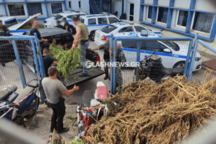 Κρήτη: Πάνω από 1.500 χασισόδεντρα ξερίζωσαν οι αστυνομικοί στα Σφακιά