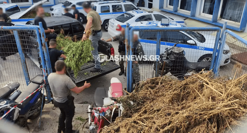 Κρήτη: Πάνω από 1.500 χασισόδεντρα ξερίζωσαν οι αστυνομικοί στα Σφακιά