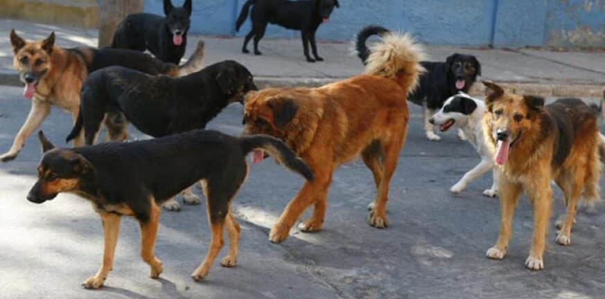 Τρόμος στον Βόλο: Επιτέθηκαν σκυλιά σε μητέρα με παιδί -  Είχαν επιτεθεί ξανά σε 8χρονο