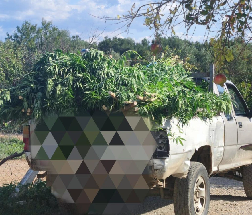 Εύβοια: Εντοπίστηκαν δύο φυτείες με 1.059 δέντρα κάνναβης - Τέσσερις συλλήψεις