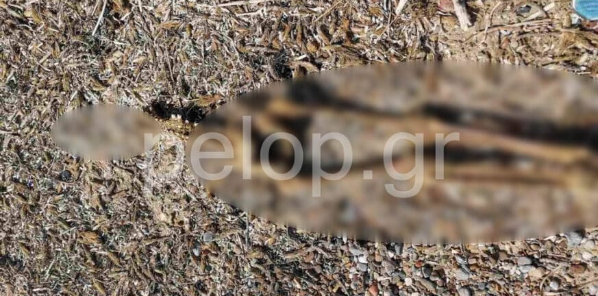 Αχαΐα: Η Αγγελική Τσιόλα εξετάζει τον σκελετό που βρέθηκε στο Ναυτικό Οχυρό Αράξου