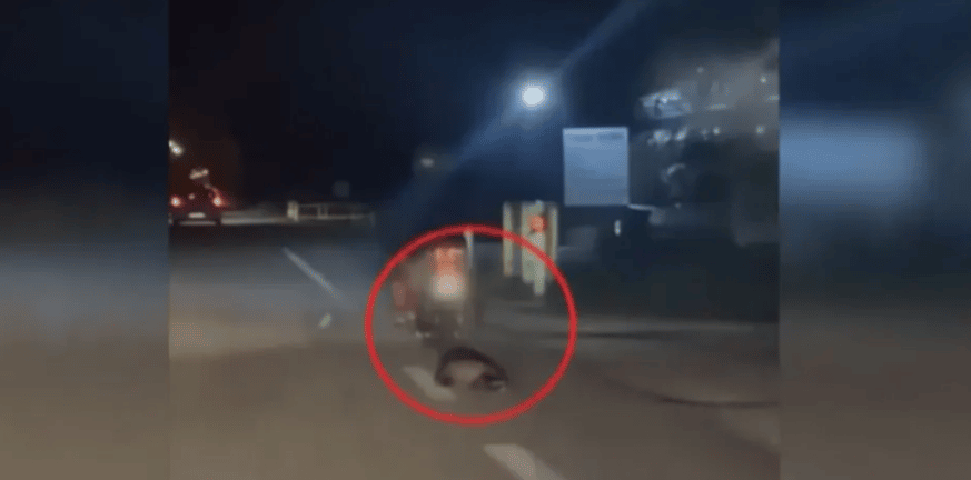 Καβάλα - Νέα κακοποίηση ζώου: Άνδρας έσερνε με το μηχανάκι του έναν ασβό! ΒΙΝΤΕΟ