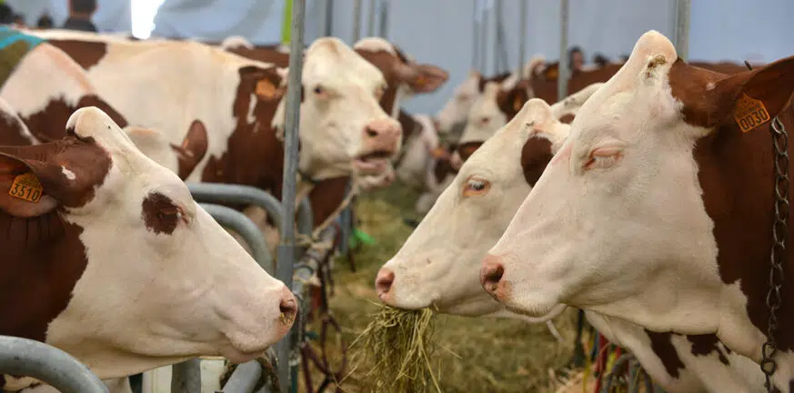 Ελβετία: Δημοψήφισμα για την απαγόρευση της βιομηχανικής κτηνοτροφίας