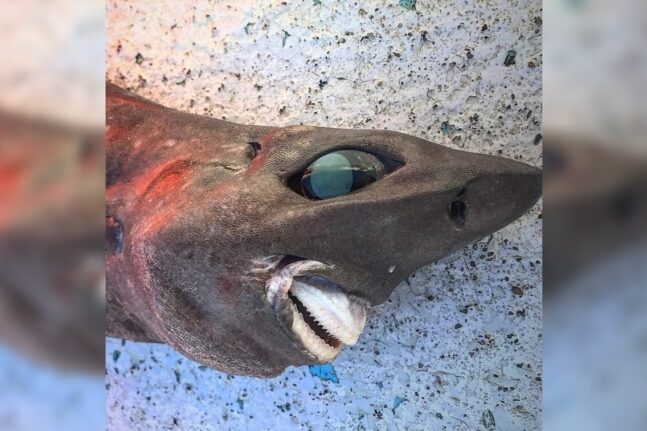 Καρχαρίας με... χαμόγελο που «σκοτώνει» - Το μυστηριώδες είδος στην Αυστραλία