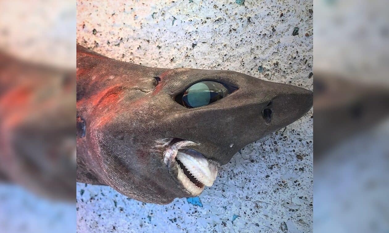 Καρχαρίας με… χαμόγελο που «σκοτώνει» – Το μυστηριώδες είδος στην Αυστραλία