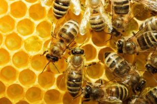 ΗΠΑ: Σε κώμα 20χρονος που τσιμπήθηκε 20.000 φορές από μέλισσες