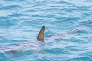 Μπαχάμες: Καρχαρίας επιτέθηκε και σκότωσε 58χρονη μπροστά στην οικογένειά της