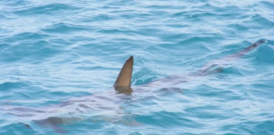 Μπαχάμες: Καρχαρίας επιτέθηκε και σκότωσε 58χρονη μπροστά στην οικογένειά της