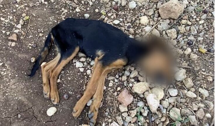 Χανιά: 71χρονος σκότωσε σκύλο μπροστά στους γείτονες - Συνελήφθη