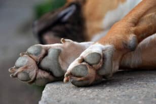 Πάτρα - Γηροκομείο: Σύλληψη 22χρονου για θάνατο σκύλου – Λεπτομέρειες της υπόθεσης