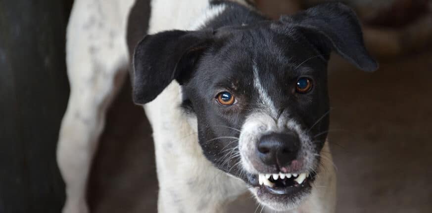 Καλαμάτα: Νέα επίθεση σκυλιών - Σοβαρά τραυματισμένη γυναίκα ΒΙΝΤΕΟ