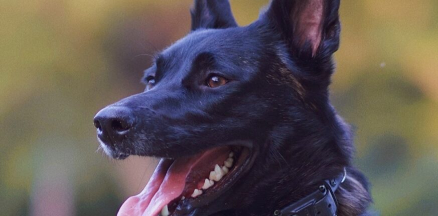 Καρδίτσα: Σκότωσαν τα σκυλιά του με φόλες - Τους επικήρυξε με 2.000 ευρώ - ΒΙΝΤΕΟ