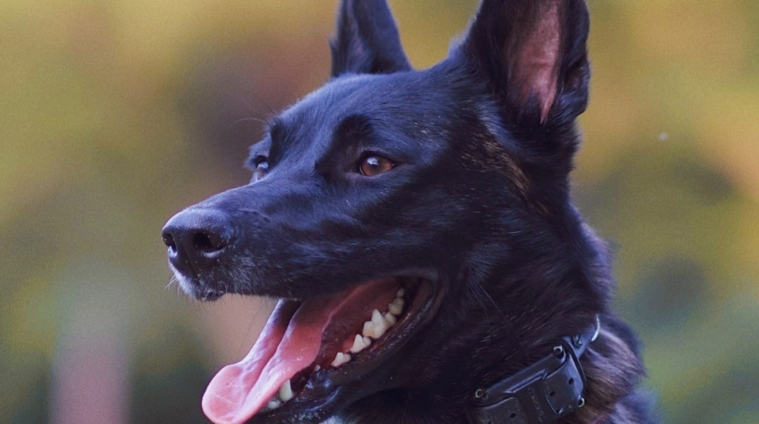 Καρδίτσα: Σκότωσαν τα σκυλιά του με φόλες – Τους επικήρυξε με 2.000 ευρώ – ΒΙΝΤΕΟ