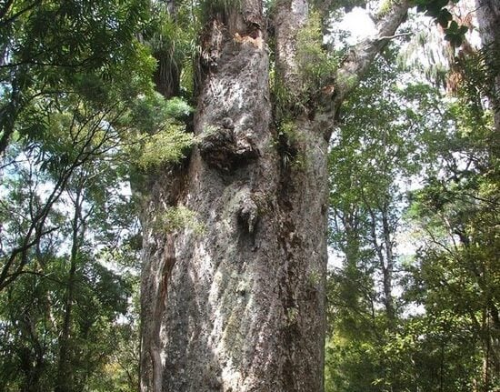 Χιλή: Το αρχαιότερο ζωντανό δέντρο ίσως σε ηλικία 5.484 ετών στον κόσμο