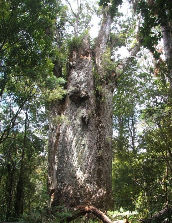 Χιλή: Το αρχαιότερο ζωντανό δέντρο ίσως σε ηλικία 5.484 ετών στον κόσμο
