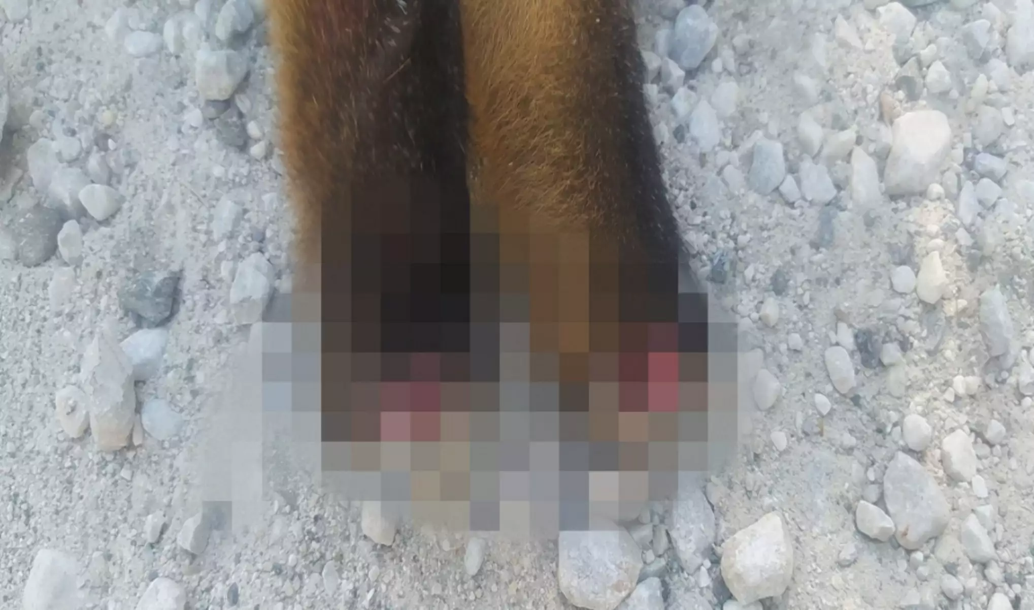 Καστοριά: Βασάνισαν και ακρωτηρίασαν αλεπού - Πέθανε από αιμορραγία - Προσοχή σκληρές εικόνες